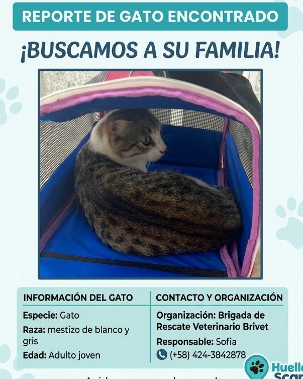 Gato blanco y gris - Gatos