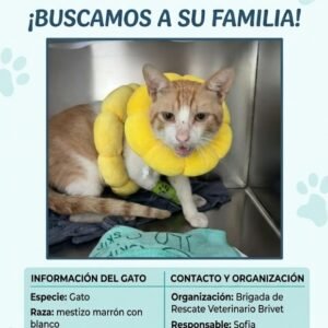 Gato naranja y blanco - Gatos