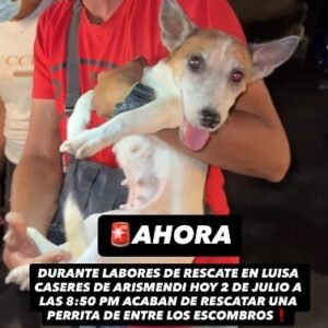 Perra marrón y blanco - Perros