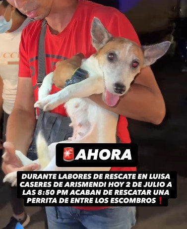 Perra marrón y blanco - Perros