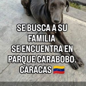 Perro negro - Perros