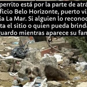Perro gris o negro y blanco - Perros