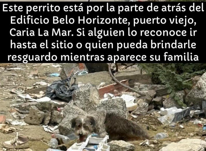 Perro gris o negro y blanco - Perros