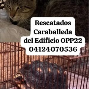 Tortuga y gato - Gatos