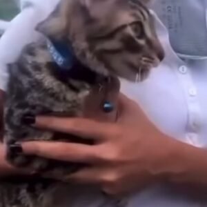 Gato gris atigrado - Gatos
