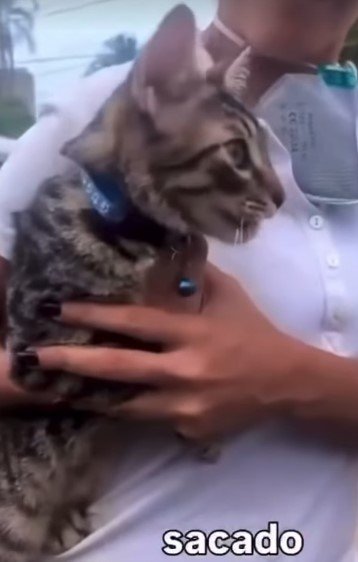 Gato gris atigrado - Gatos
