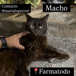 Gato negro macho - Gatos