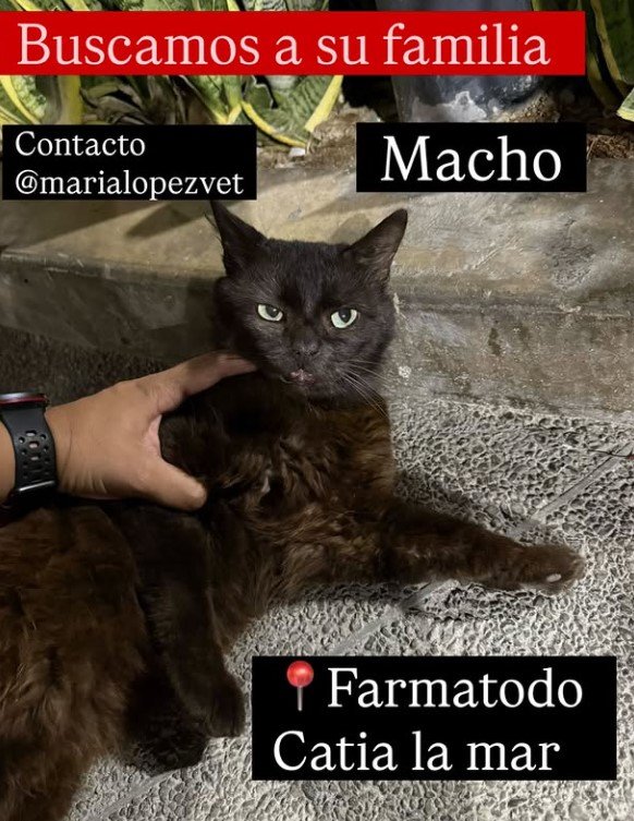 Gato negro macho - Gatos