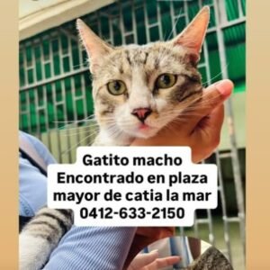 Gato macho gris y blanco - Gatos