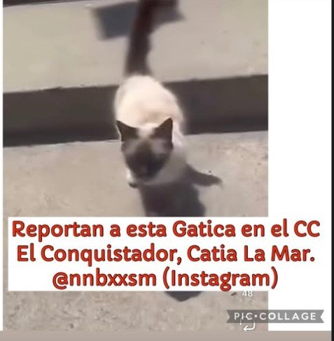 Gata siames o similar - Gatos
