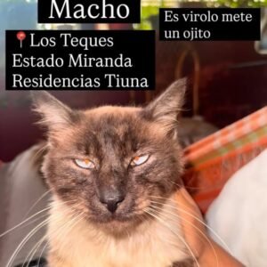 Gato gris y blanco - Gatos
