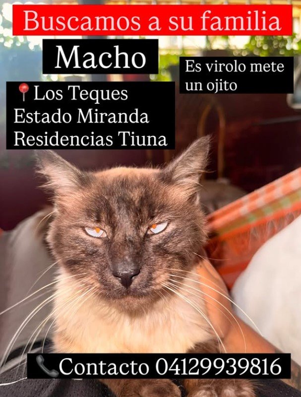 Gato gris y blanco - Gatos