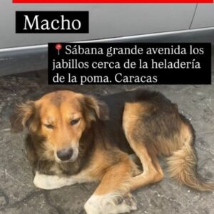 Perro marrón y negro - Perros