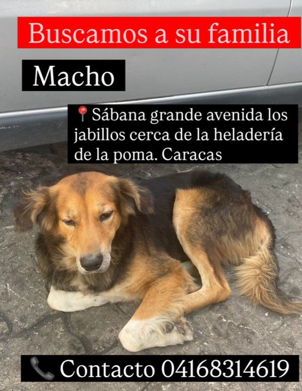 Perro marrón y negro - Perros