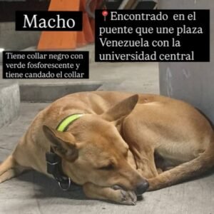 Perro marrón/canela - Perros