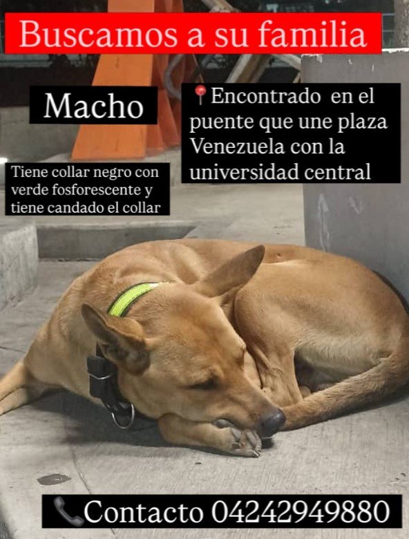 Perro marrón/canela - Perros