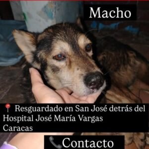 Perro márron - Perros