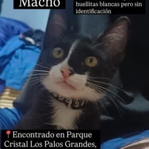 Gato negro y blanco - Gatos