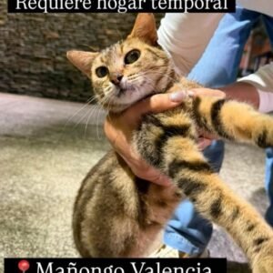 Gato atigrado - Gatos