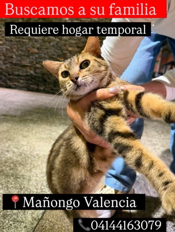 Gato atigrado - Gatos