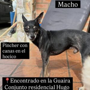 Perro negro - Perros