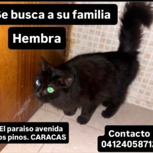 Gata negra - Gatos