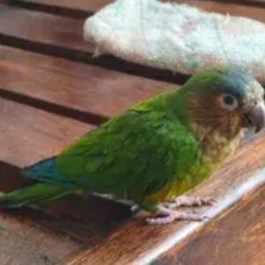 Loro pequeño verde y amarillo - Ave