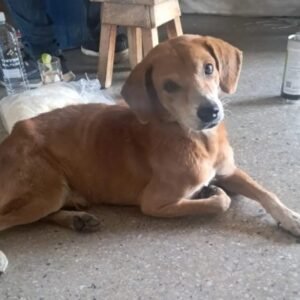 Perro marrón - Perros