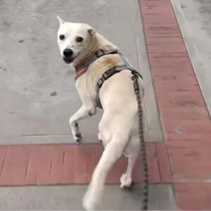 Perra canela - Perros