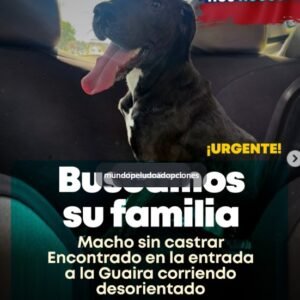 Perro negro con pecho blanco - Perros