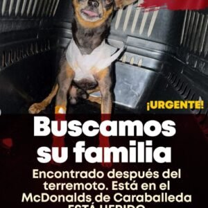 Perro negro y marron - Perros