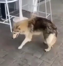 Perro tricolor - Perros