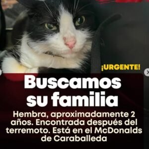 Gata negro y blanco - Gatos