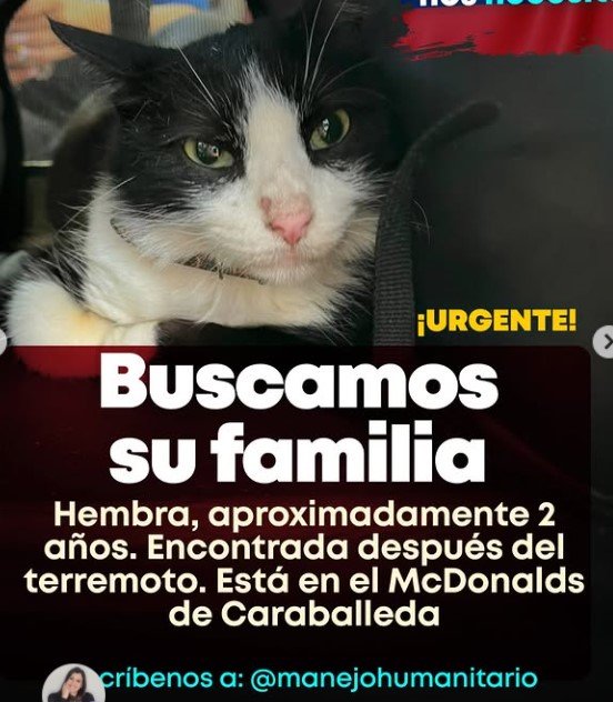 Gata negro y blanco - Gatos