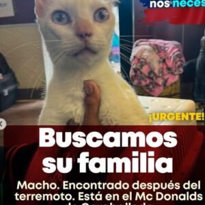 Gato blanco - Gatos