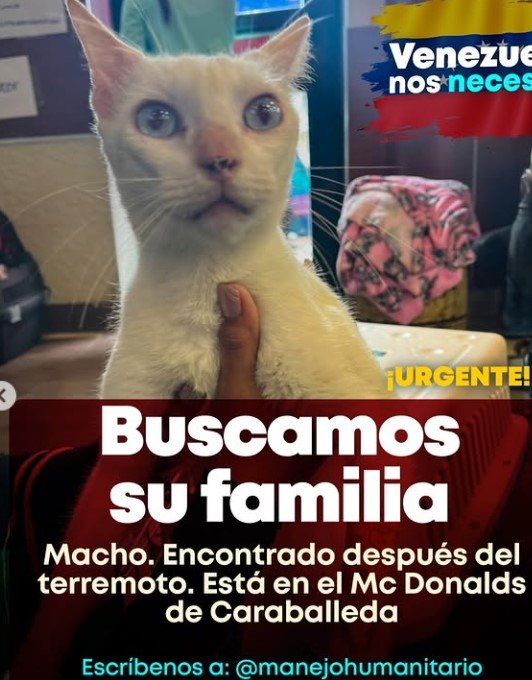 Gato blanco - Gatos