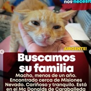 Gato naranja y blanco - Gatos