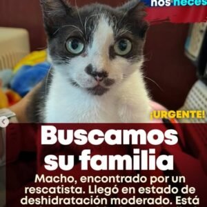 Gato negro y blanco - Gatos