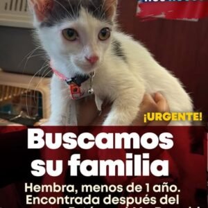 Gata blanca y negra - Gatos