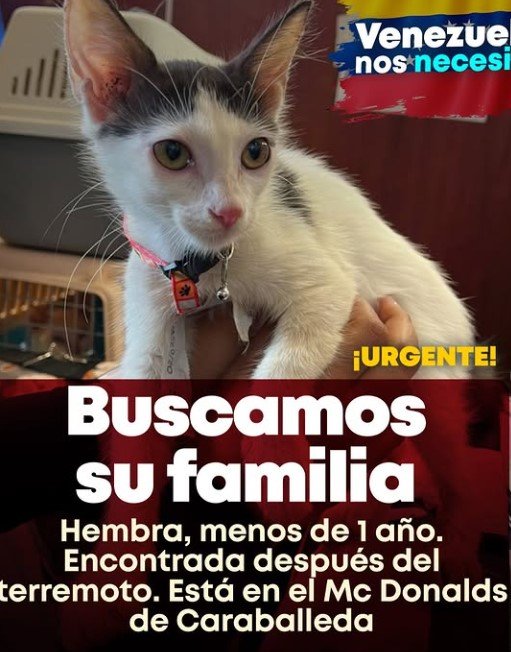 Gata blanca y negra - Gatos