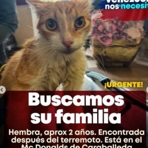 Gato naranja y blanco - Gatos