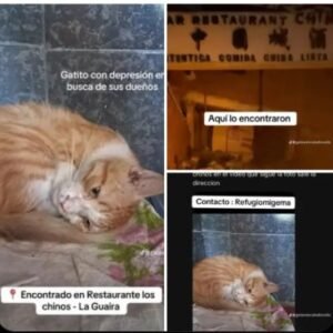 Gato naranja y blanco - Gatos
