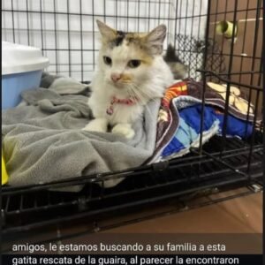 Gata blanca con manchas de colores - Gatos