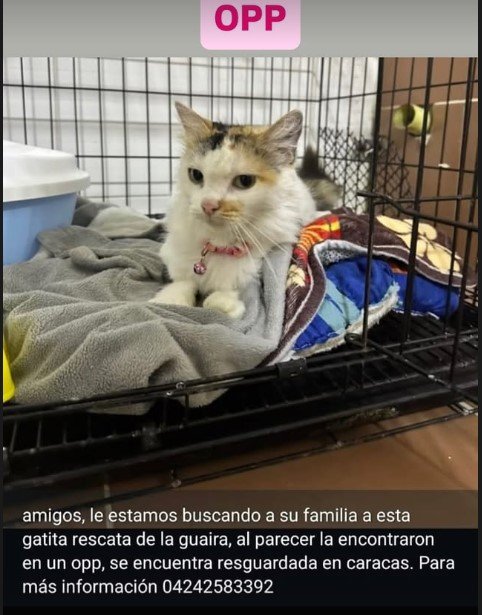 Gata blanca con manchas de colores - Gatos
