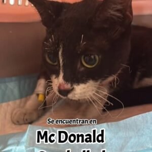gat@ negro y blanco - Gatos