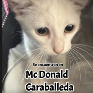 Gat@ blanco o crema - Gatos