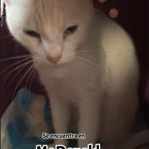 Gat@ blanco o crema parece ser medio atigrado - Gatos