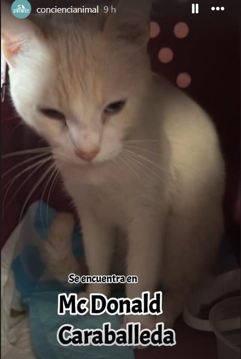 Gat@ blanco o crema parece ser medio atigrado - Gatos