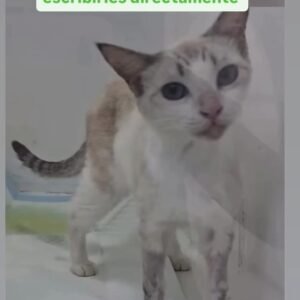 Gat@ blanco y gris - Gatos