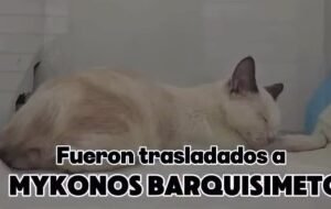 Gat@ blanco y naranja o crema - Gatos